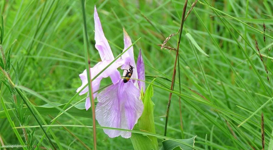 Wildflowers in full bloom at Valley of Flowers National Park